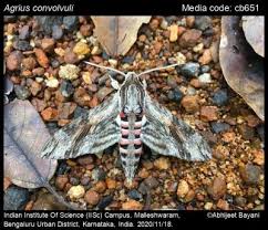 Attēlu rezultāti vaicājumam “Agrius convolvuli”