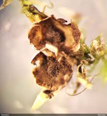 Attēlu rezultāti vaicājumam “Diderma subincarnatum”