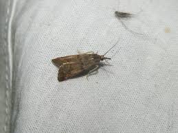 Attēlu rezultāti vaicājumam “Hypochalcia ahenella”