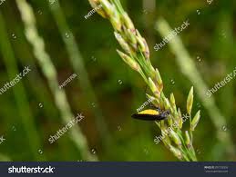 Attēlu rezultāti vaicājumam “Sciara analis”