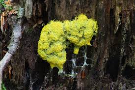 Attēlu rezultāti vaicājumam “Fuligo septica var. rufa”