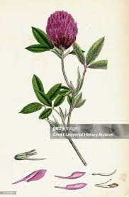 Attēlu rezultāti vaicājumam “Trifolium medium”