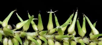 Attēlu rezultāti vaicājumam “Salix myrsinifolia”