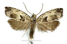 Attēlu rezultāti vaicājumam “Epinotia ramella”