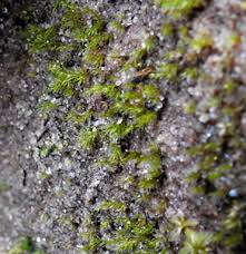 Attēlu rezultāti vaicājumam “Dicranella staphylina macro”