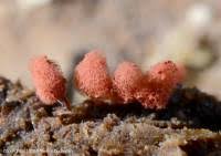 Attēlu rezultāti vaicājumam “Arcyria minuta macro”