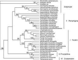 Attēlu rezultāti vaicājumam “Pemphigus borealis”