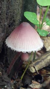 Attēlu rezultāti vaicājumam “Mycena haematopus”