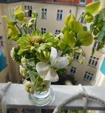 Image result for Levkoje