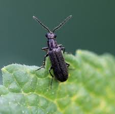 Attēlu rezultāti vaicājumam “Dasytes caeruleus imago”