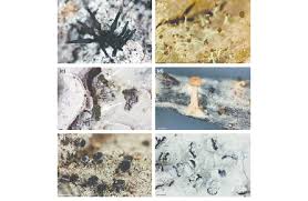 Attēlu rezultāti vaicājumam “Chaenotheca brachypoda”