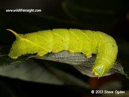 Attēlu rezultāti vaicājumam “Laothoe populi larva”