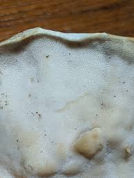 Attēlu rezultāti vaicājumam “Antrodiella semisupina”