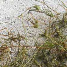 Attēlu rezultāti vaicājumam “Chara globularis”