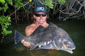 Image result for Pogonias cromis