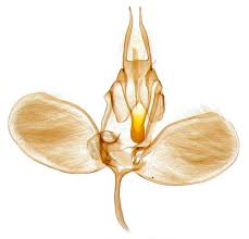 Attēlu rezultāti vaicājumam “Ypsolopha scabrella”