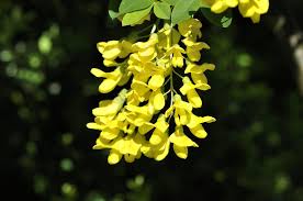 Attēlu rezultāti vaicājumam “Laburnum”