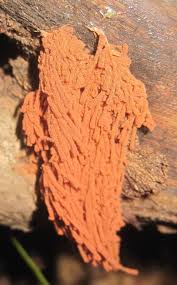 Attēlu rezultāti vaicājumam “Arcyria incarnata”