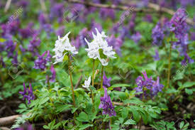 Attēlu rezultāti vaicājumam “Corydalis cava flower”