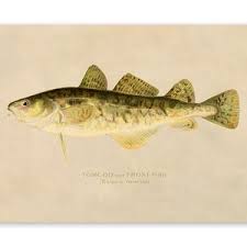 Image result for Microgadus tomcod