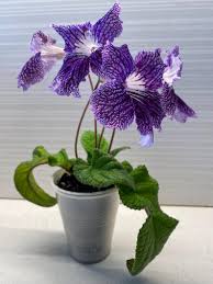 Image result for Streptocarpus