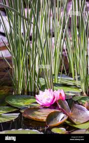 Attēlu rezultāti vaicājumam “Acorus calamus leaf”