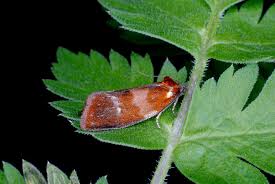 Attēlu rezultāti vaicājumam “Eulia ministrana”