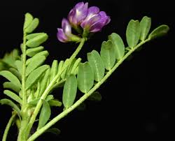 Attēlu rezultāti vaicājumam “Astragalus danicus fruit”