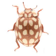 Attēlu rezultāti vaicājumam “Sospita vigintiguttata”