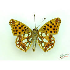 Attēlu rezultāti vaicājumam “Issoria lathonia upperside”