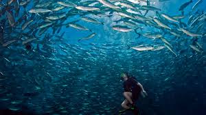 Image result for Dive Barracuda