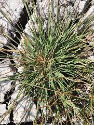 Attēlu rezultāti vaicājumam “Puccinellia distans”