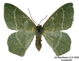 Attēlu rezultāti vaicājumam “Chlorissa viridata”