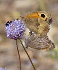 Attēlu rezultāti vaicājumam “Maniola jurtina male”