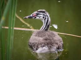 Attēlu rezultāti vaicājumam “Podiceps cristatus juvenile”