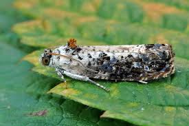 Attēlu rezultāti vaicājumam “Hedya salicella”