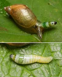 Attēlu rezultāti vaicājumam “Leucochloridium paradoxum larva”