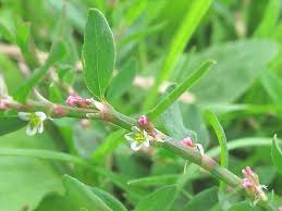 Attēlu rezultāti vaicājumam “Polygonum aviculare flower”