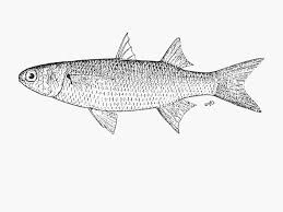 Image result for Crenimugil seheli