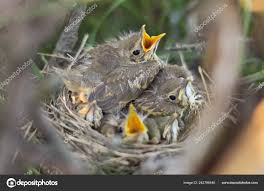 Attēlu rezultāti vaicājumam “Turdus philomelos juvenile”