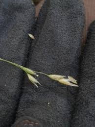 Attēlu rezultāti vaicājumam “Danthonia decumbens bud”