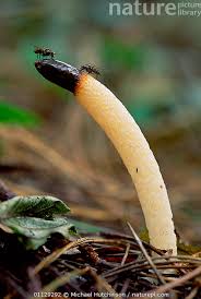 Attēlu rezultāti vaicājumam “Mutinus caninus”