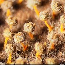 Attēlu rezultāti vaicājumam “Diachea muscorum macro”