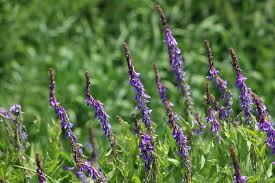 Attēlu rezultāti vaicājumam “Galega orientalis”