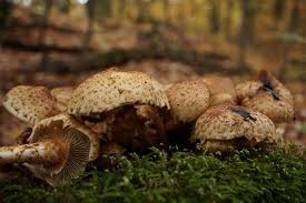 Attēlu rezultāti vaicājumam “Pholiota squarrosa”