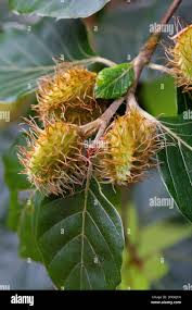 Attēlu rezultāti vaicājumam “Fagus sylvatica fruit”