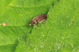 Attēlu rezultāti vaicājumam “Anobiidae”