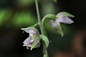 Attēlu rezultāti vaicājumam “Epipactis helleborine”