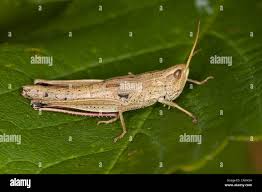 Attēlu rezultāti vaicājumam “Chrysochraon dispar”