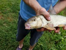 Image result for Moxostoma erythrurum